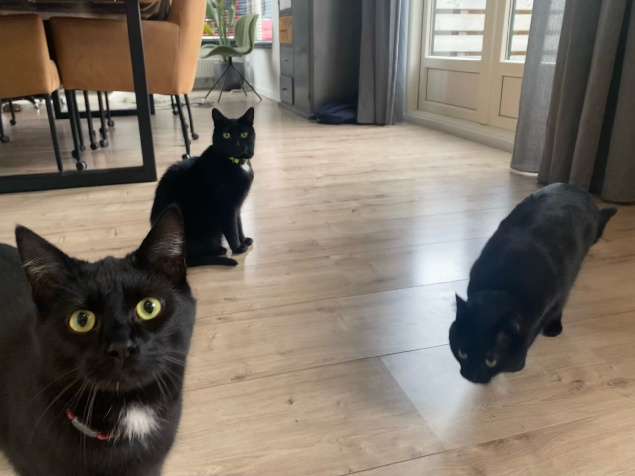 drie zwarte katten